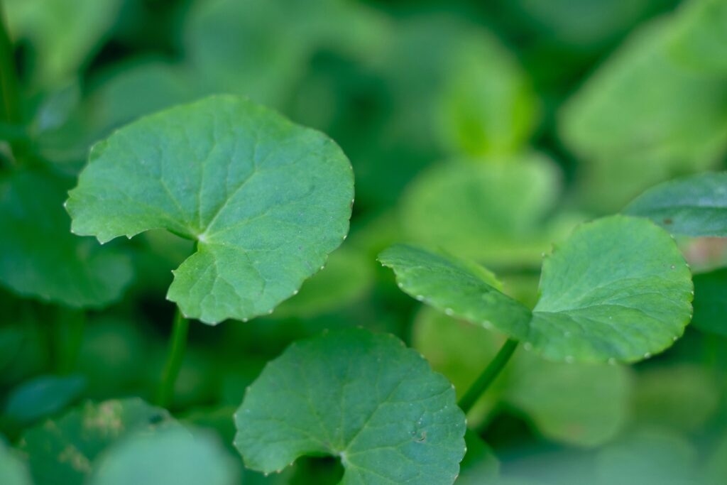 Primer plano de hojas de centella asiática fresca, ingrediente natural usado en el cuidado de la piel por sus propiedades calmantes y reparadoras.