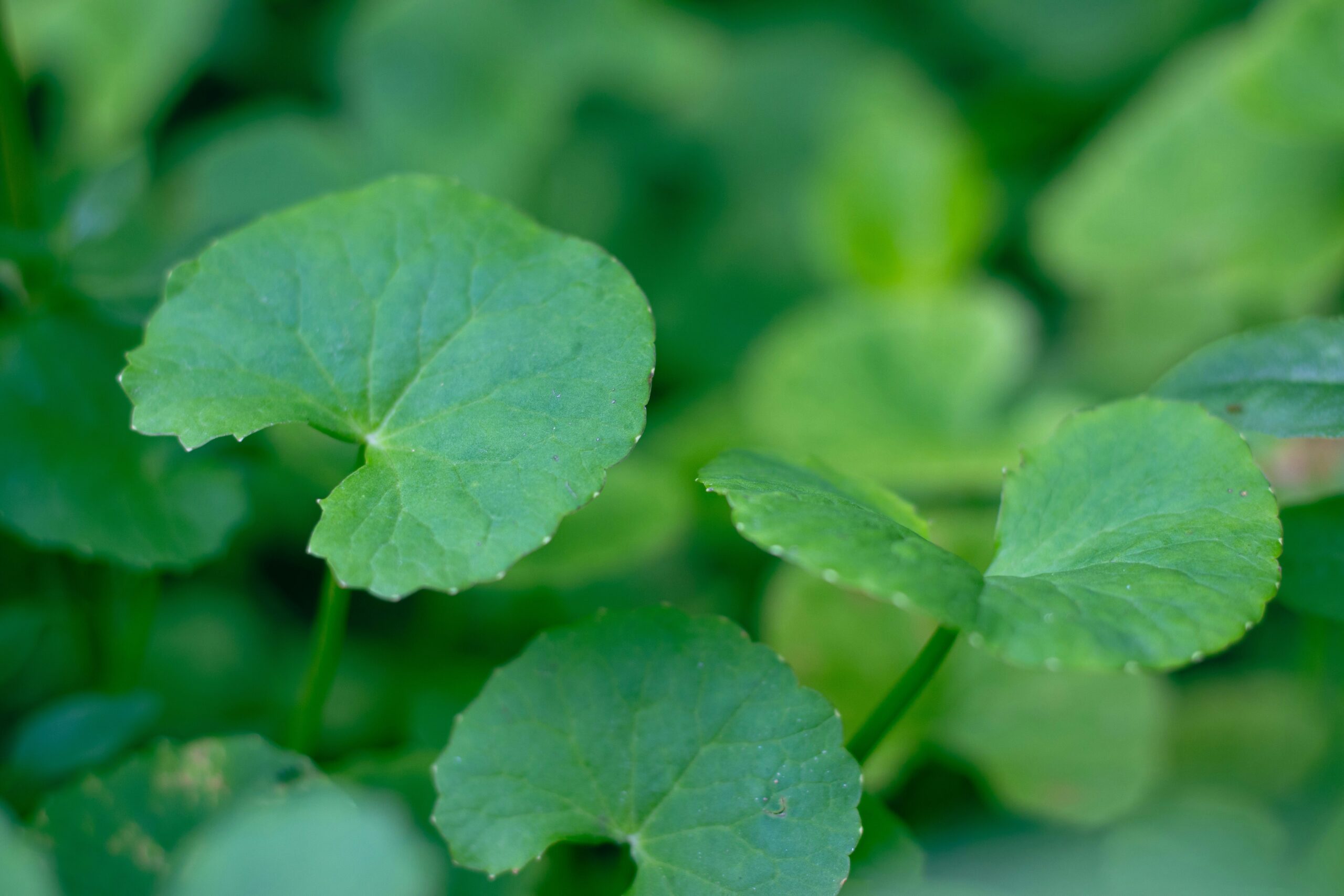 Primer plano de hojas de centella asiática fresca, ingrediente natural usado en el cuidado de la piel por sus propiedades calmantes y reparadoras.